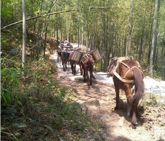 龙湖区马帮运输电话