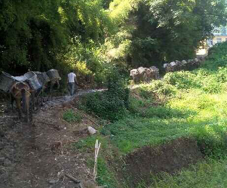 龙湖区马帮运输队