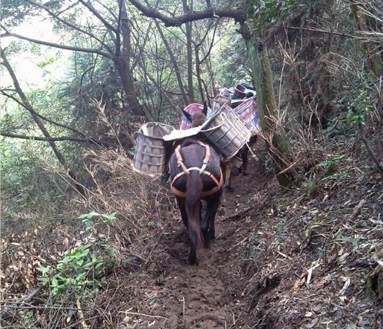 龙湖区马帮运输公司