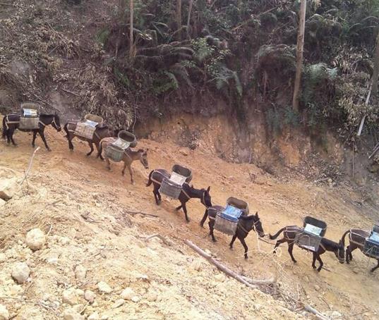 龙湖区山路马帮运输