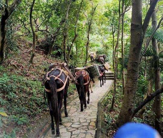 龙湖区马队运输电话