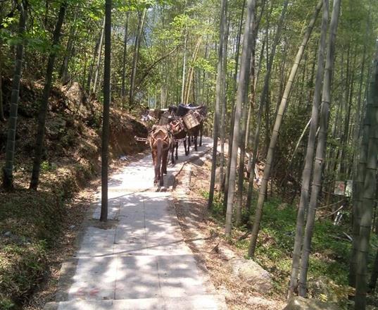 龙湖区马队运输公司