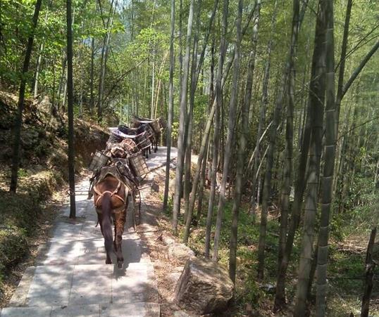 龙湖区山路马队运输