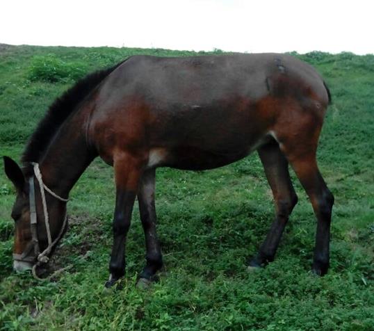 龙湖区骡马搬运