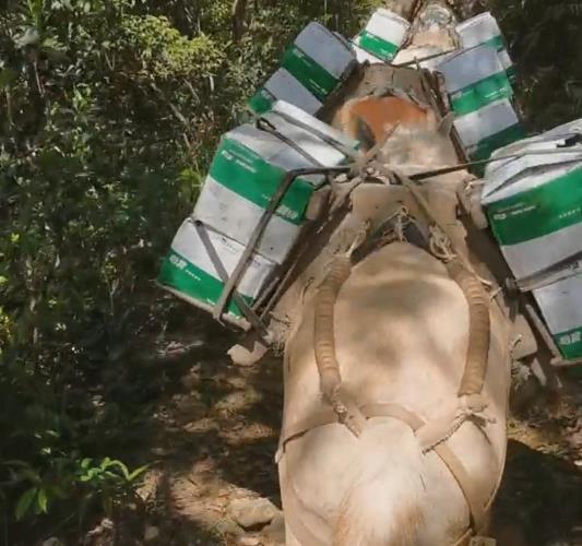 龙湖区骡马山路运输