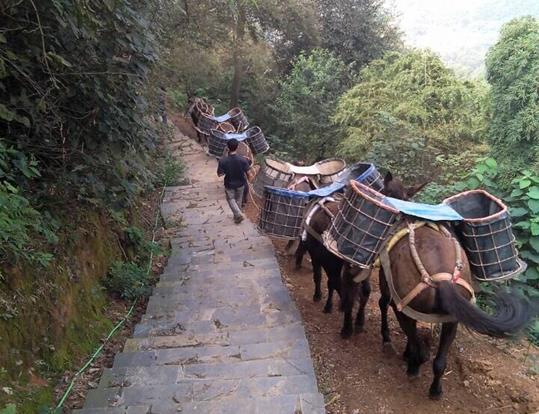 龙湖区骡马运输电话