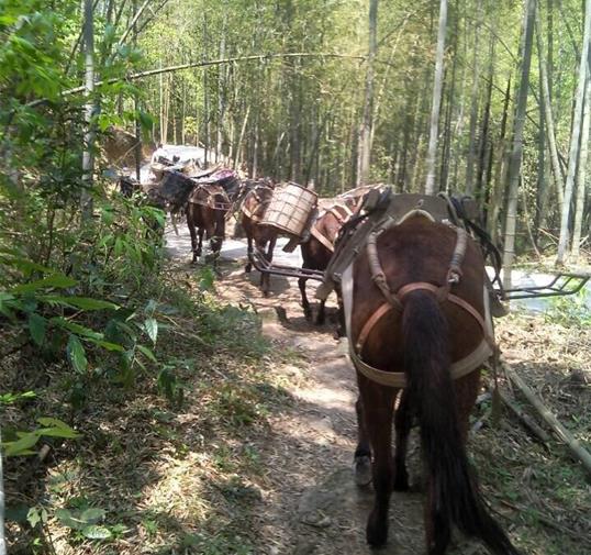 龙湖区骡马运输公司