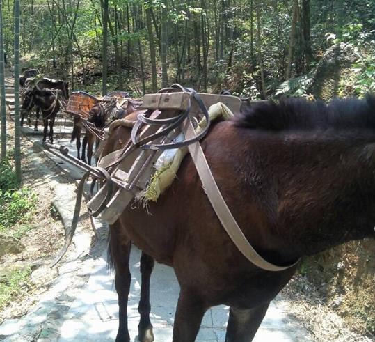 龙湖区山路骡马运输