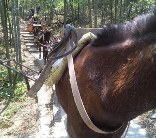 龙湖区骡马队运输