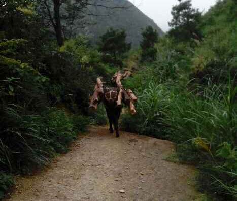 龙湖区骡马运输