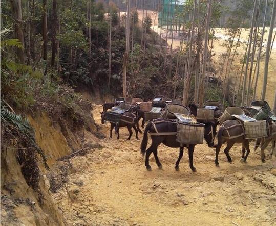 龙湖区马帮山路运输