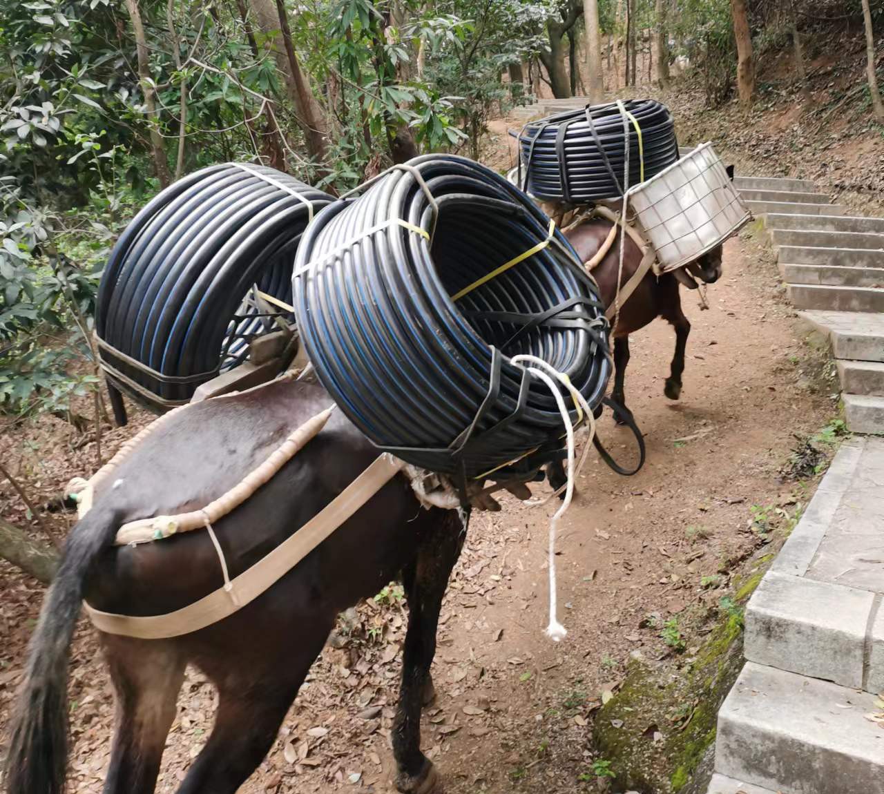 龙湖区马帮运输