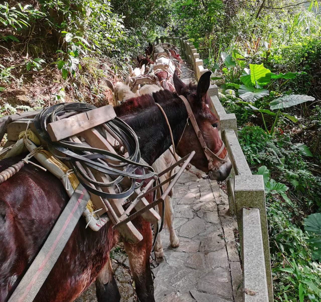 龙湖区马队运输