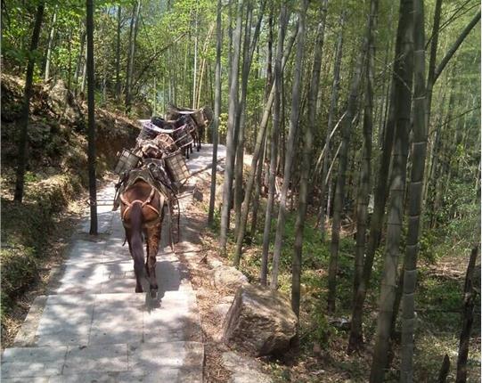 龙湖区山区骡马运输