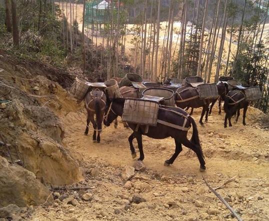 龙湖区山区马队运输